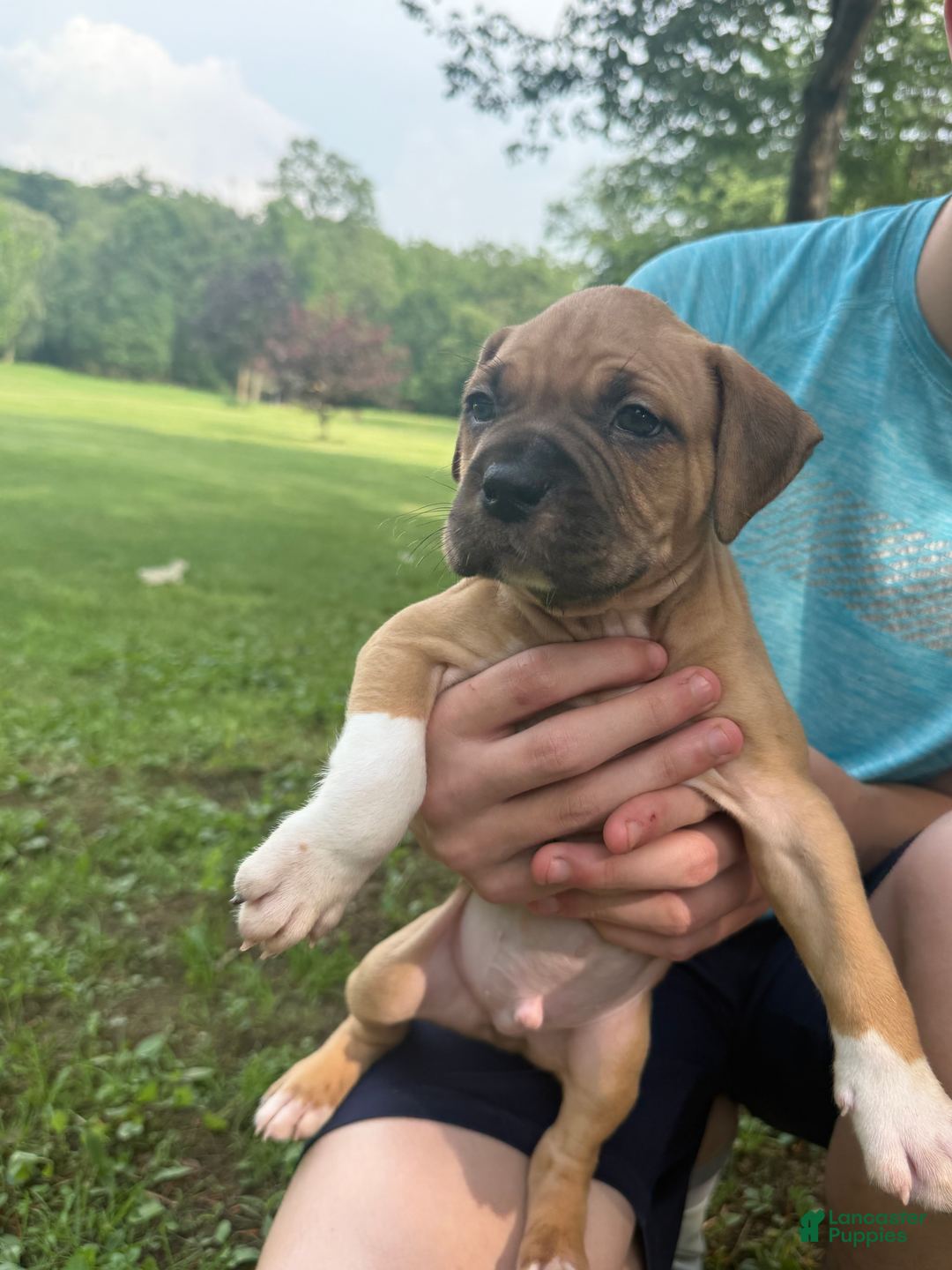 American Pit Bull Terrier dogs for sale: Spice - Image 10