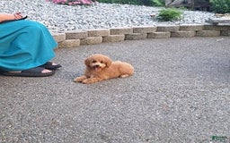 Bichpoo dogs for sale: Benson - Image 21