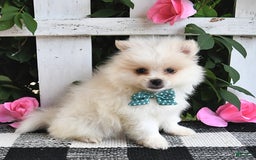 Pomeranian dogs for sale: Teddy - Image 1
