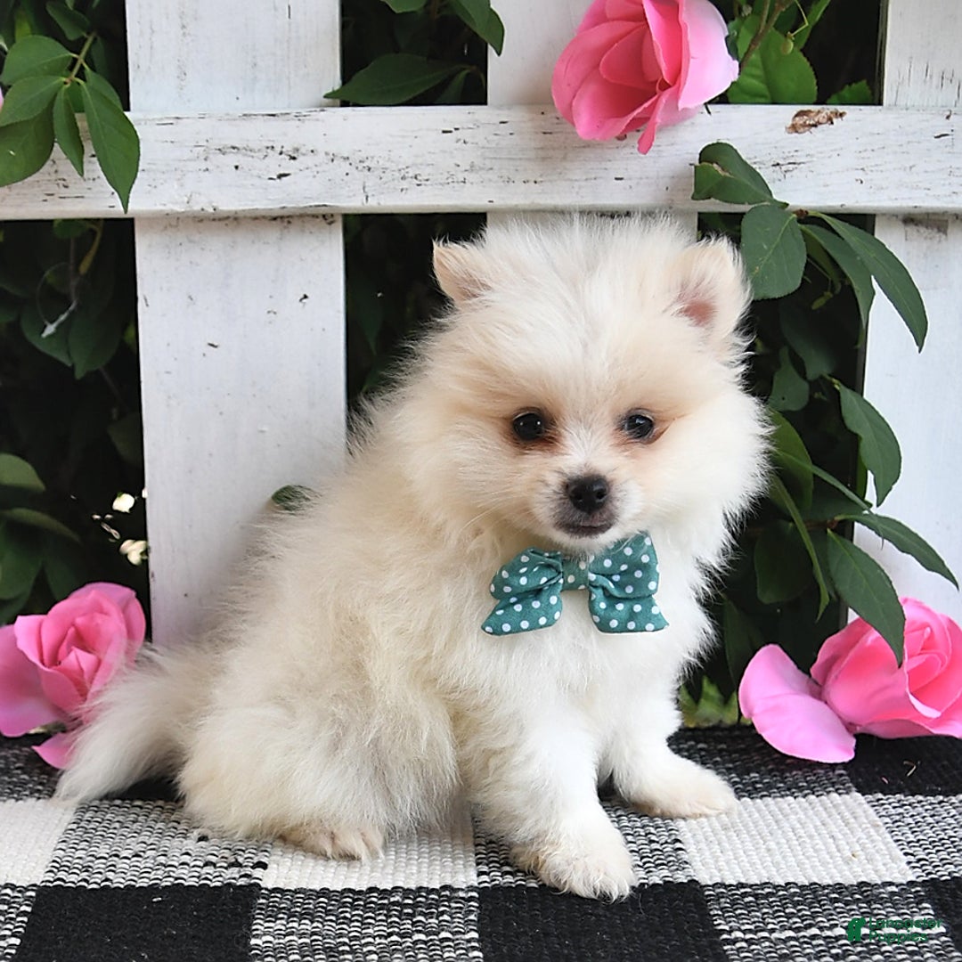Pomeranian dogs for sale: Teddy - Image 1
