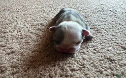 French Bulldog dogs for sale: Puppy 4 - Image 1