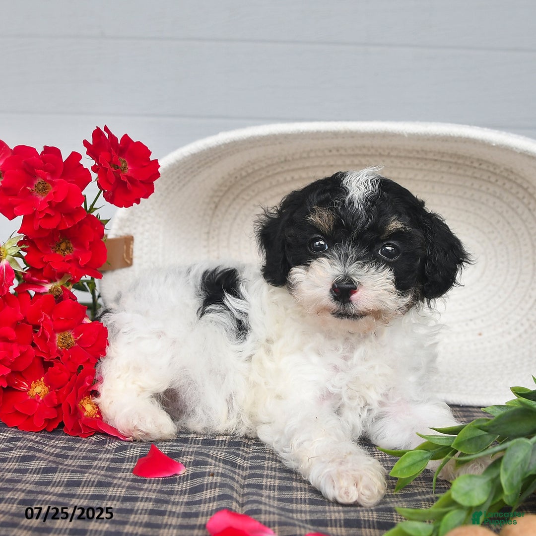 Lhasapoo dogs for sale: Oreo - Image 2