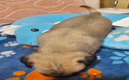 Pug dogs for sale: Mack - Image 2