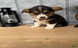 Welsh Corgi Pembroke dogs for sale: Clara - Image 11