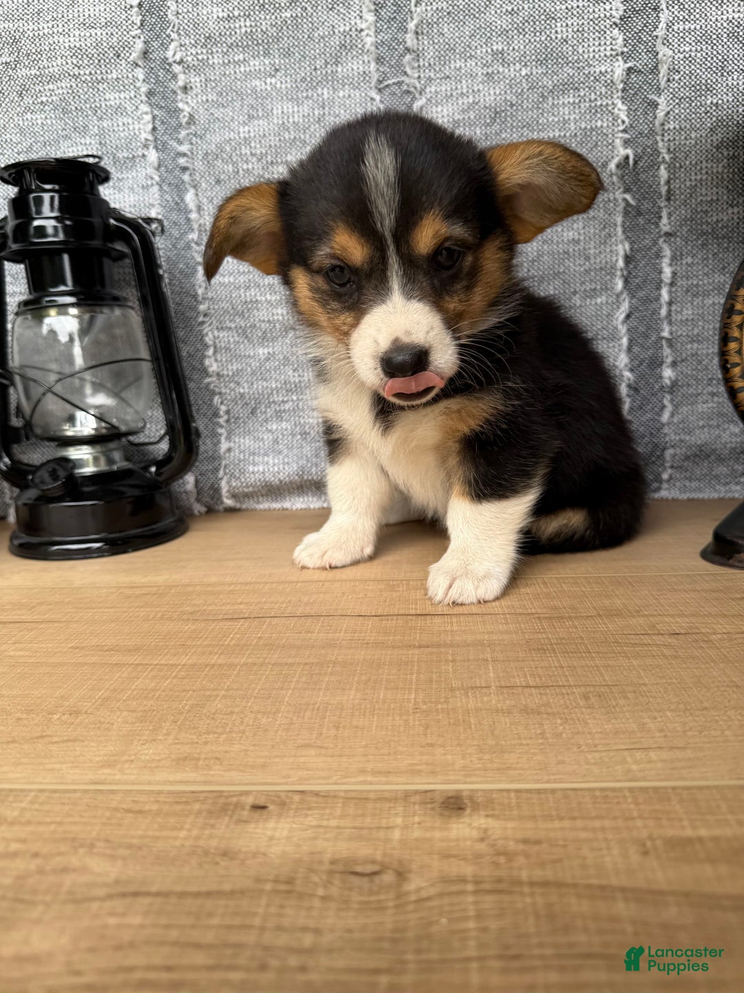 Welsh Corgi Pembroke dogs for sale: Clara - Image 11