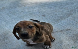 Miniature Dachshund dogs for sale: Flynn - Image 4