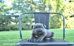 Cane Corso dogs for sale: Maverick - Image 3