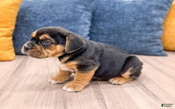 Beabull dogs for sale: Bolt - Image 8
