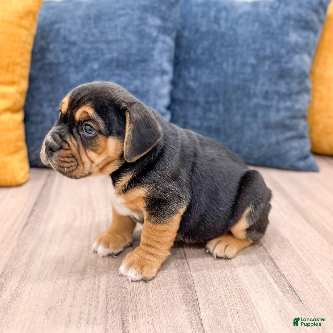 Beabull dogs for sale: Bolt - Image 8