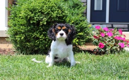 Cavalier King Charles Spaniel dogs for sale: Toby - Image 21