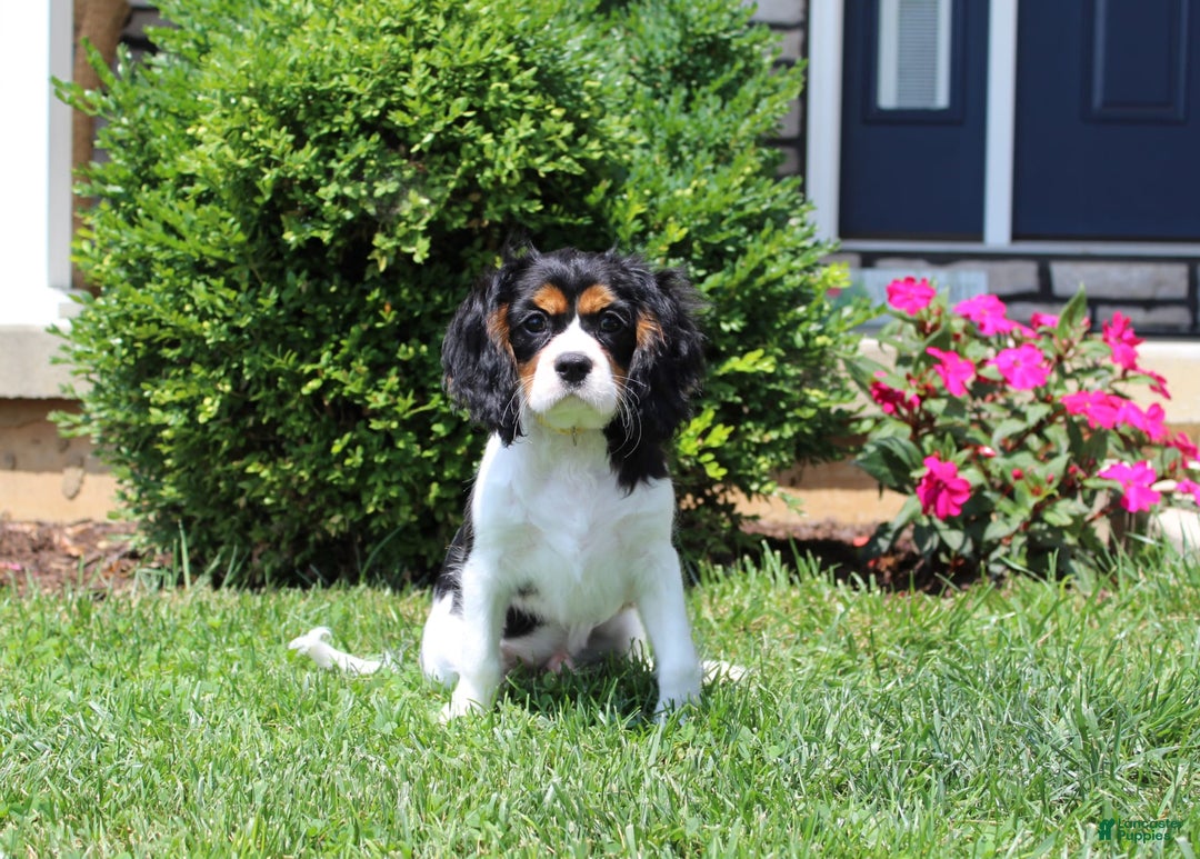 Cavalier King Charles Spaniel dogs for sale: Toby - Image 21