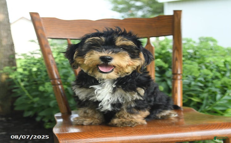 Yochon dogs for sale - Ad 2