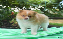 Pomeranian dogs for sale: Opie - Image 1