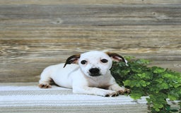Jack Russell Terrier dogs for sale: Tia - Image 6