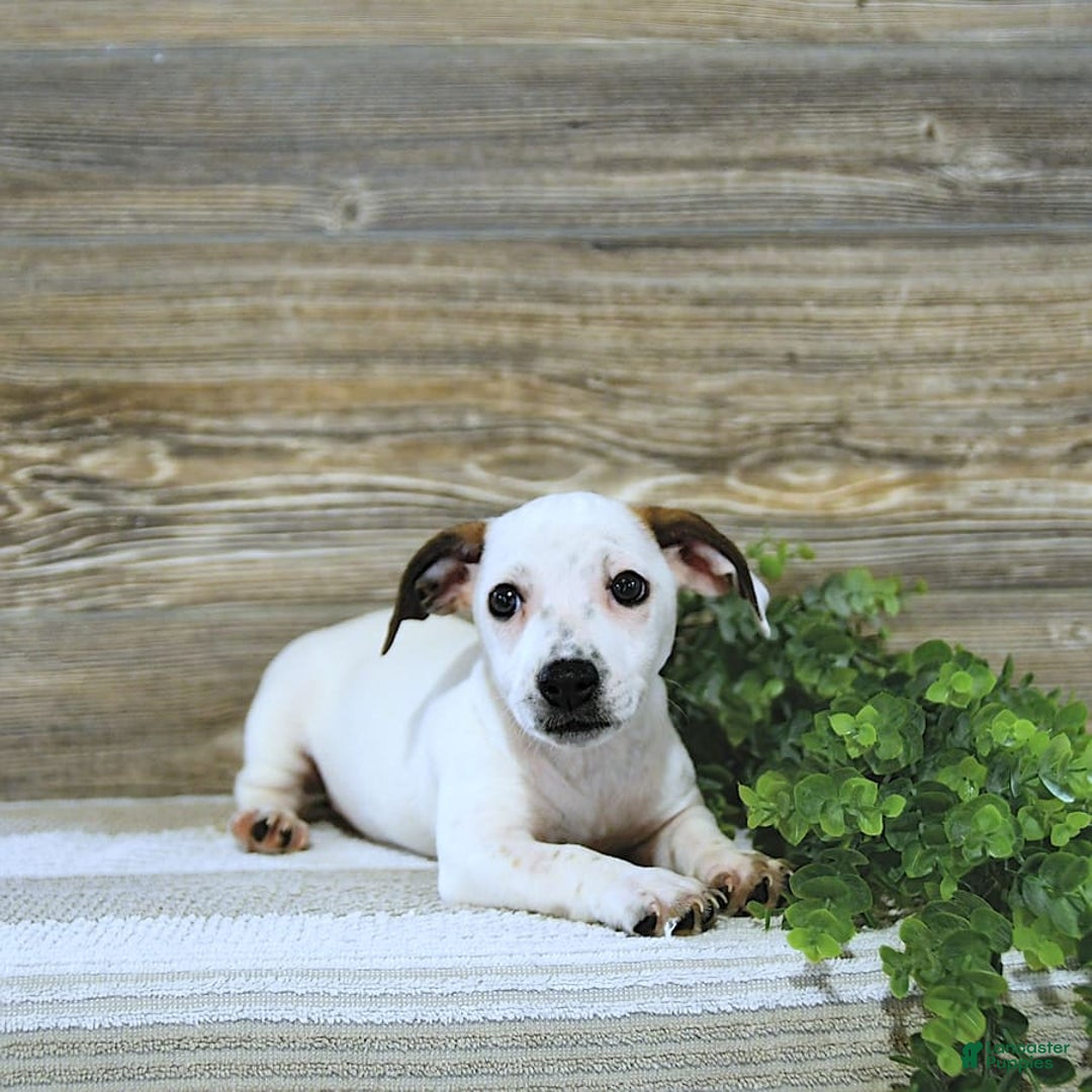 Jack Russell Terrier dogs for sale: Tia - Image 6