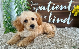 Maltipoo dogs for sale: Eldo - Image 3