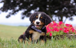Bernese Mountain Dog dogs for sale: Bernese Mountain Dog 6 puppies - Image 20