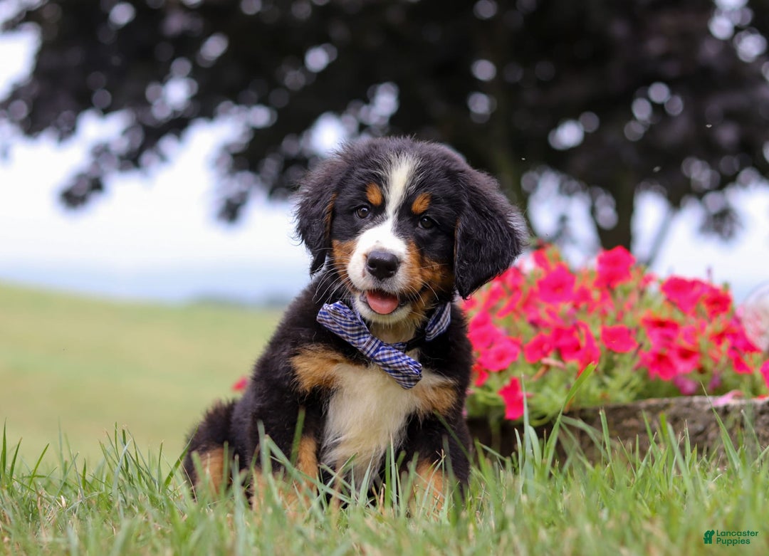 Bernese Mountain Dog dogs for sale: Bernese Mountain Dog 6 puppies - Image 20