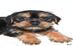 Shorkie dogs for sale: Waldo - Image 4