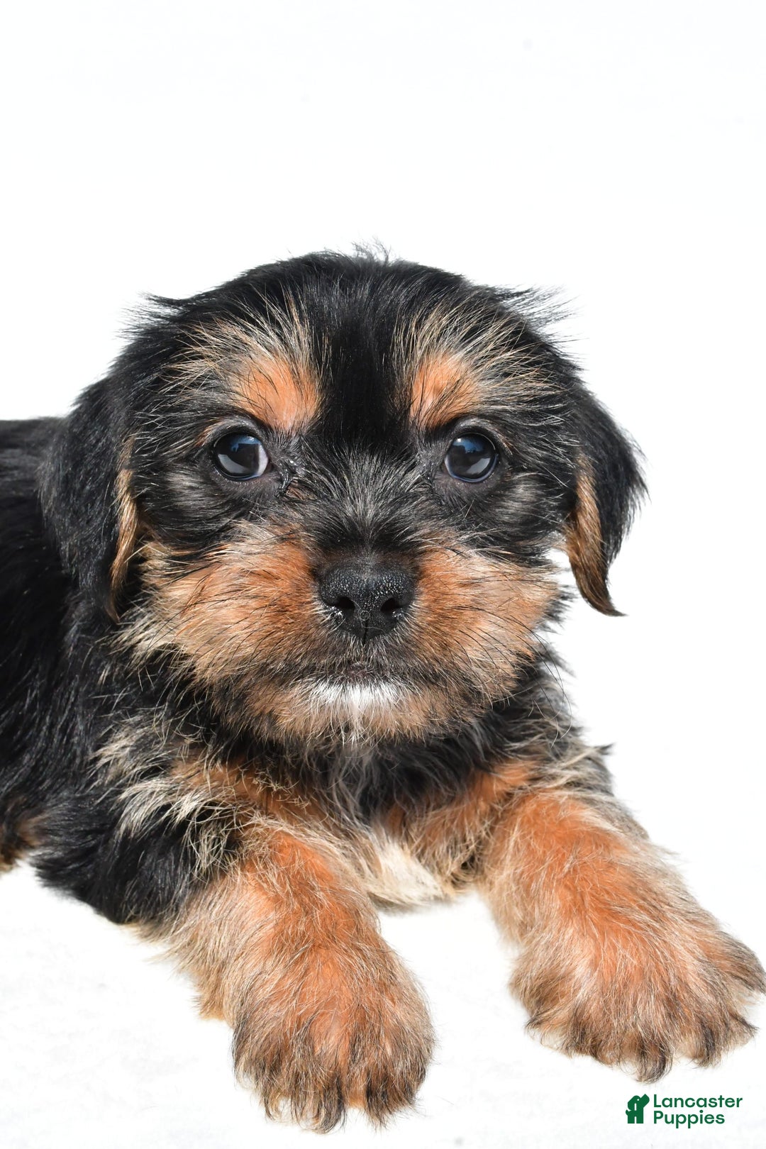 Shorkie dogs for sale: Waldo - Image 4