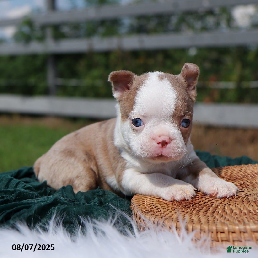 Boston Terrier dogs for sale: Milo - Image 4