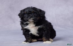 Mini Bernedoodle dogs for sale: Jewel - Image 12
