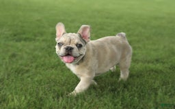 French Bulldog dogs for sale: Zoro - Image 5