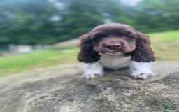Cocker Spaniel dogs for sale: Chip - Image 2