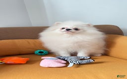 Pomeranian dogs for sale: Mishka - Image 6