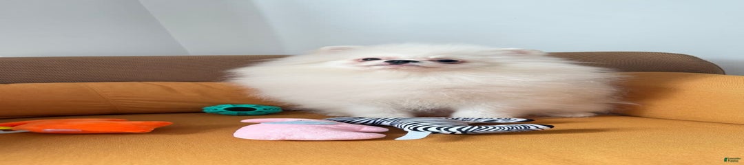 Mishka