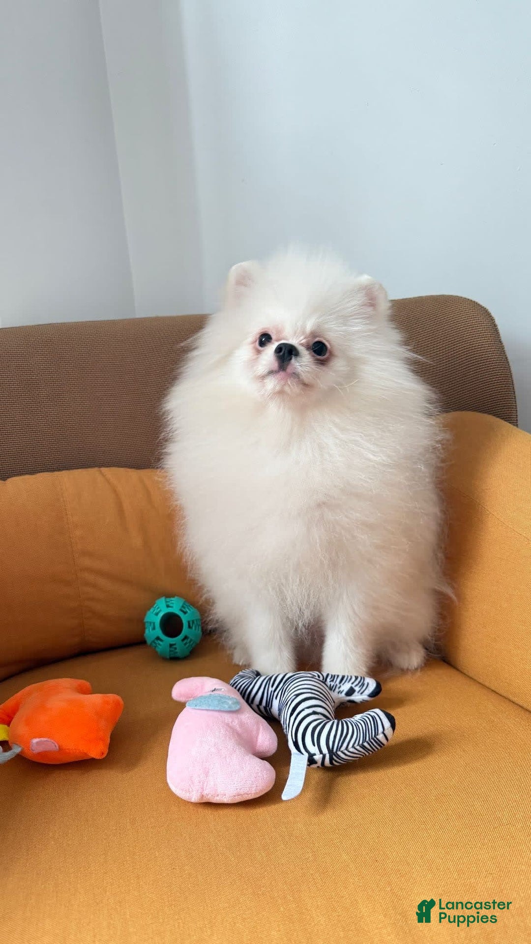 Pomeranian dogs for sale: Mishka - Image 6