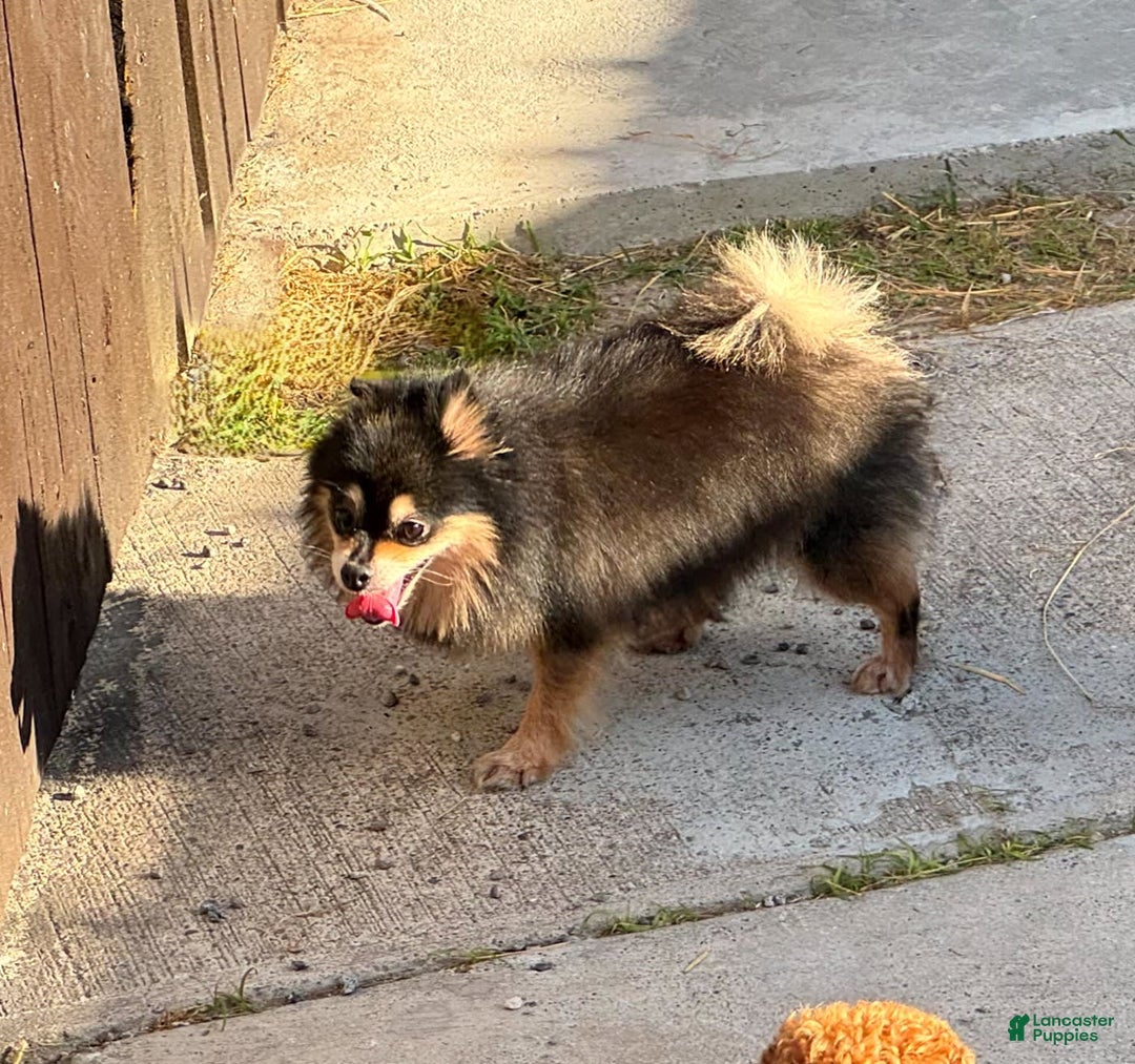 Pomeranian dogs for sale: Annabelle - Image 9