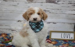 Standard Poodle dogs for sale: Gus - Image 31