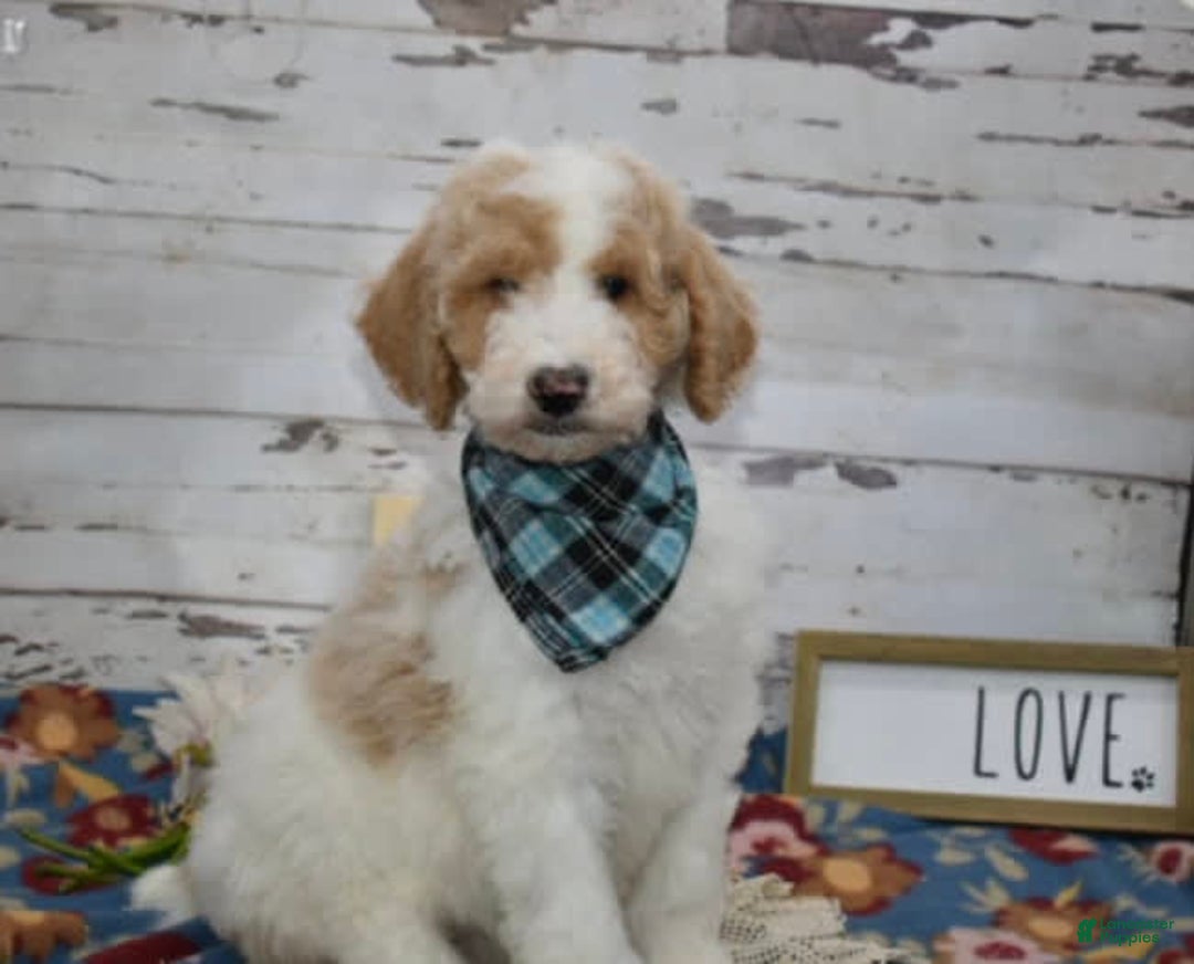 Standard Poodle dogs for sale: Gus - Image 31