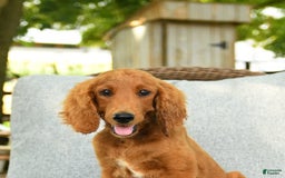 Goldendoodle dogs for sale: Sophie - Image 5