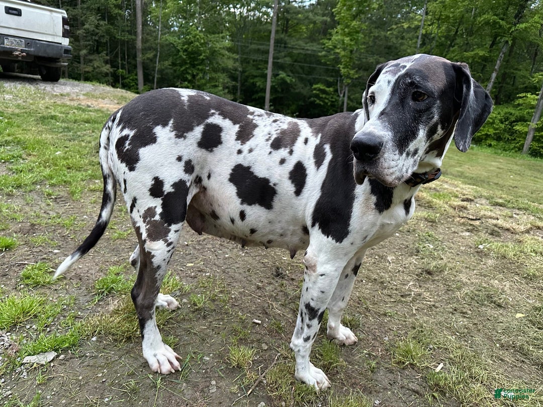Great Dane dogs for sale: Blackjack - Image 5