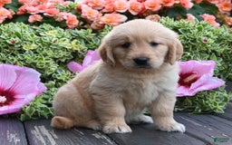 Golden Retriever dogs for sale: Willow - Image 3