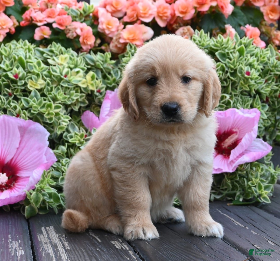 Golden Retriever dogs for sale: Willow - Image 3