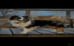 Aussiedoodle dogs for sale: Dun - Listing for pets: Winona, Dolly, Reba, Brooks, Dun, Urban - Image 7