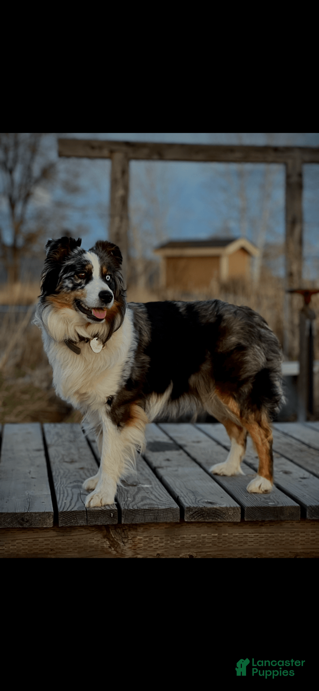 Aussiedoodle dogs for sale: Dun - Listing for pets: Winona, Dolly, Reba, Brooks, Dun, Urban - Image 7