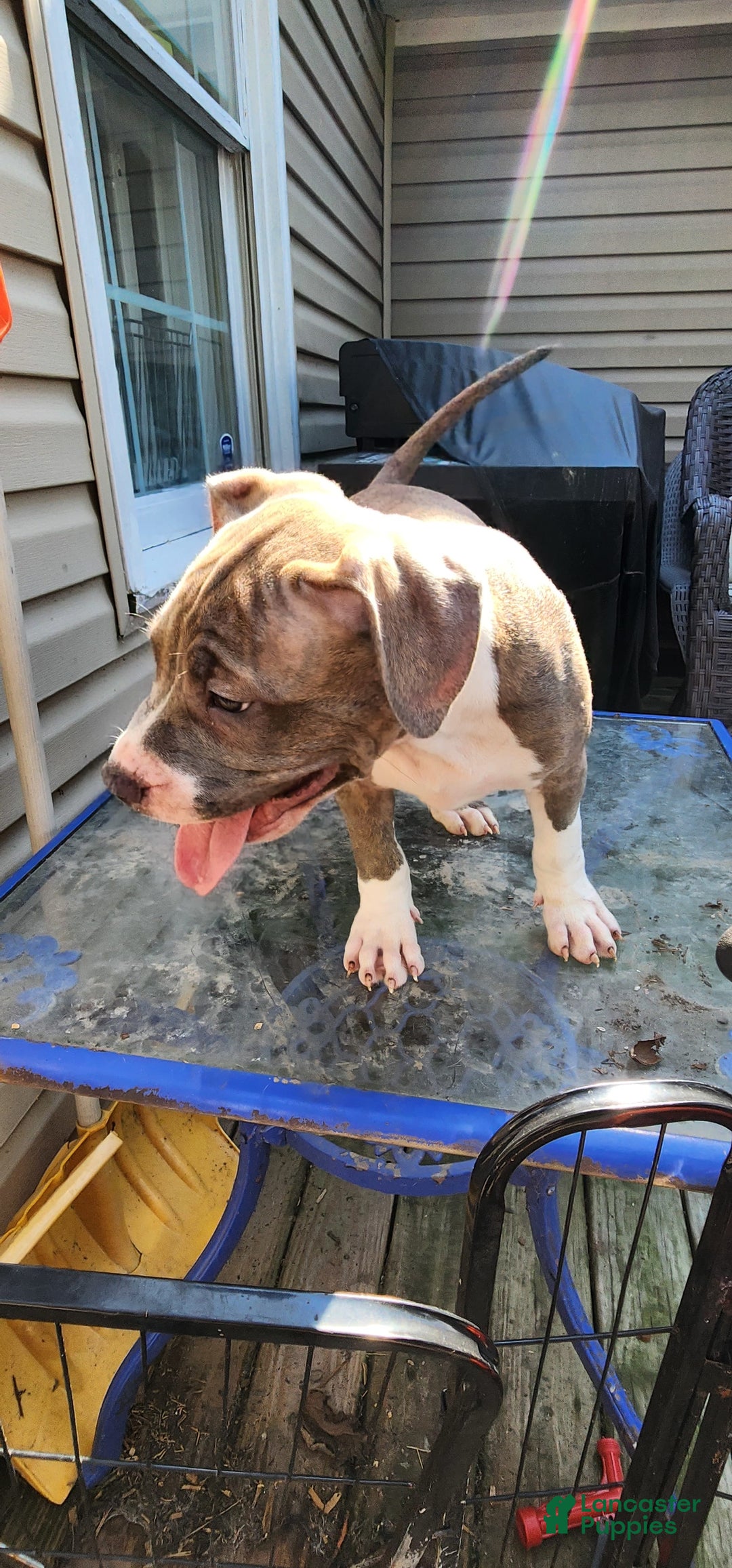 American Bully dogs for sale: Athena - Image 8