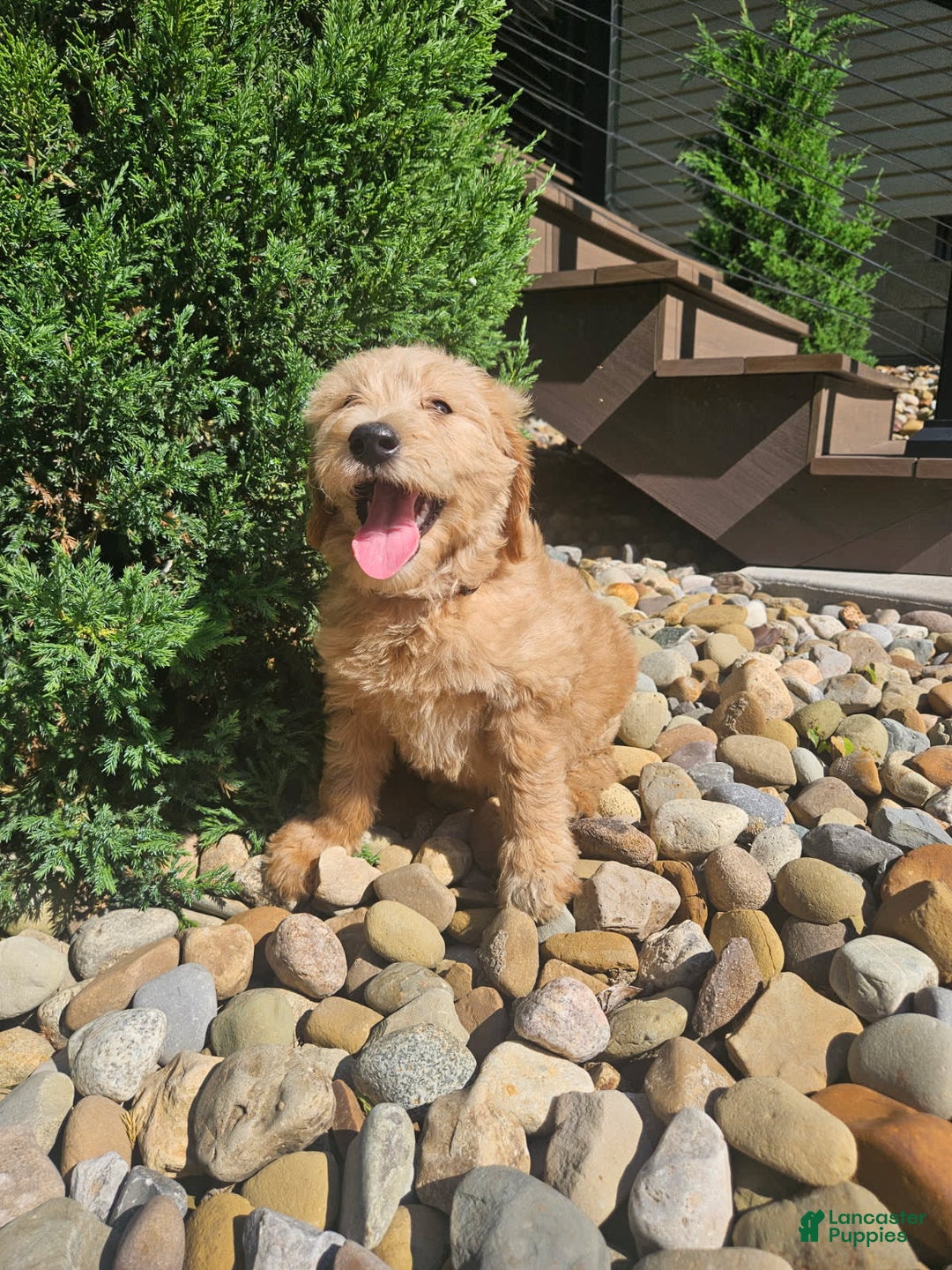 Goldendoodle dogs for sale: Honey - Image 3