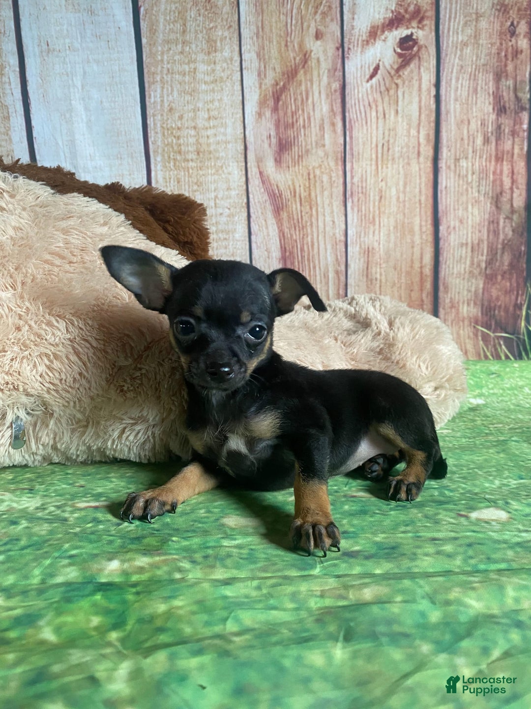 Toy Fox Terrier dogs for sale: Bitsy - Image 7