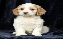 Cavapoo dogs for sale: Tinker - Image 4
