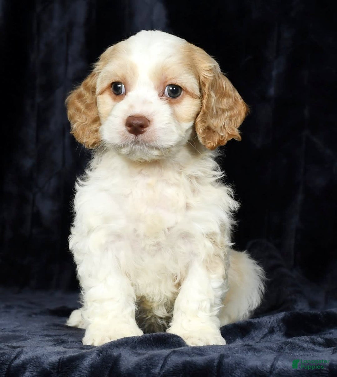 Cavapoo dogs for sale: Tinker - Image 4