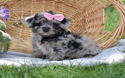 Yorkiepoo dogs for sale: Prissie - Image 7