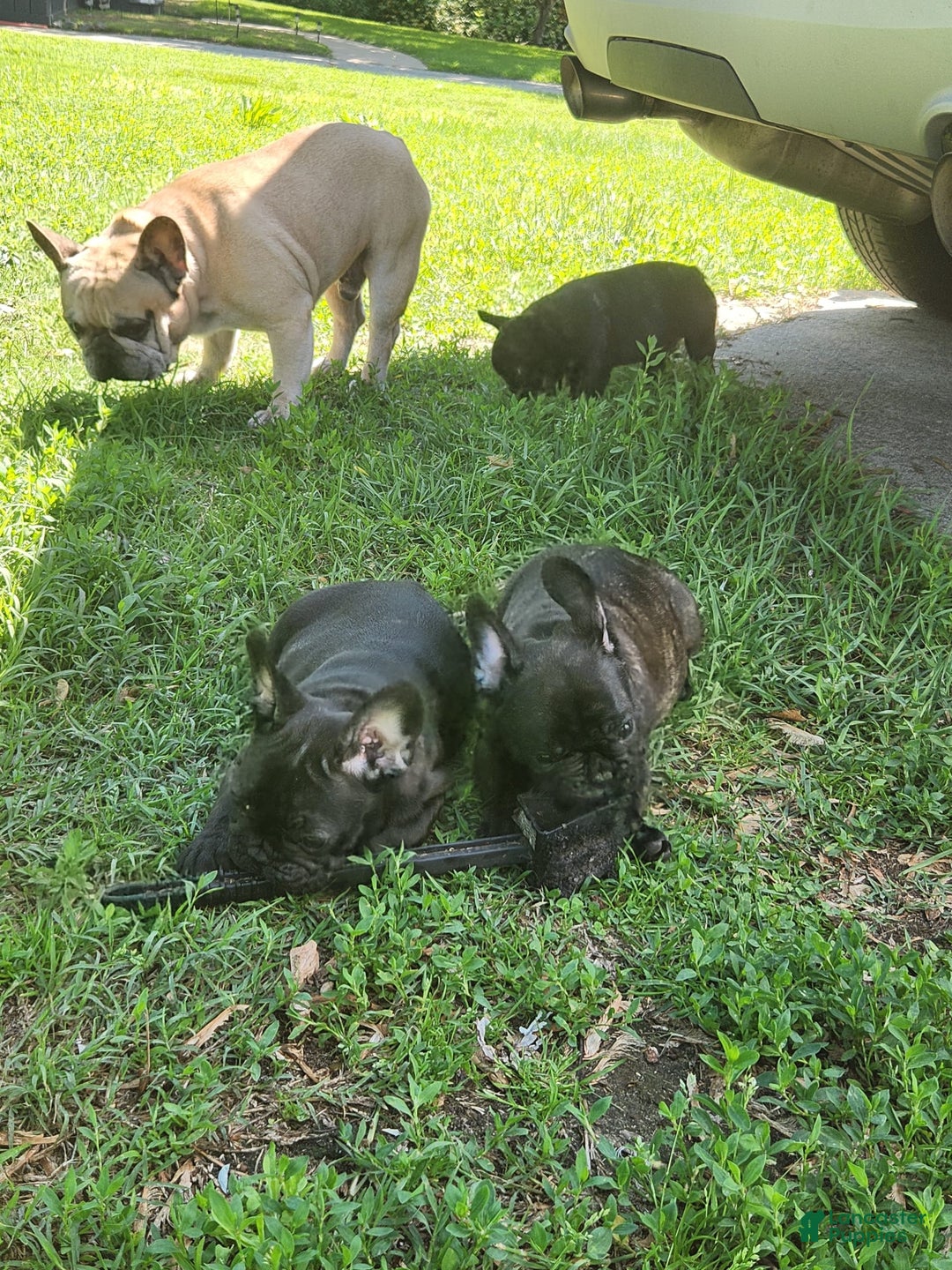 French Bulldog dogs for sale: Coco - Image 4