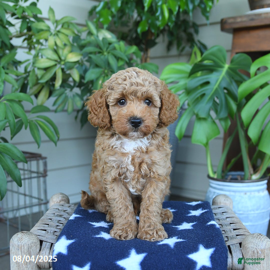 Miniature Poodle dogs for sale: Miniature Poodle 4 puppies - Image 2