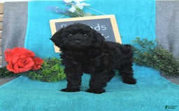 Miniature Poodle dogs for sale: Opal - Image 15