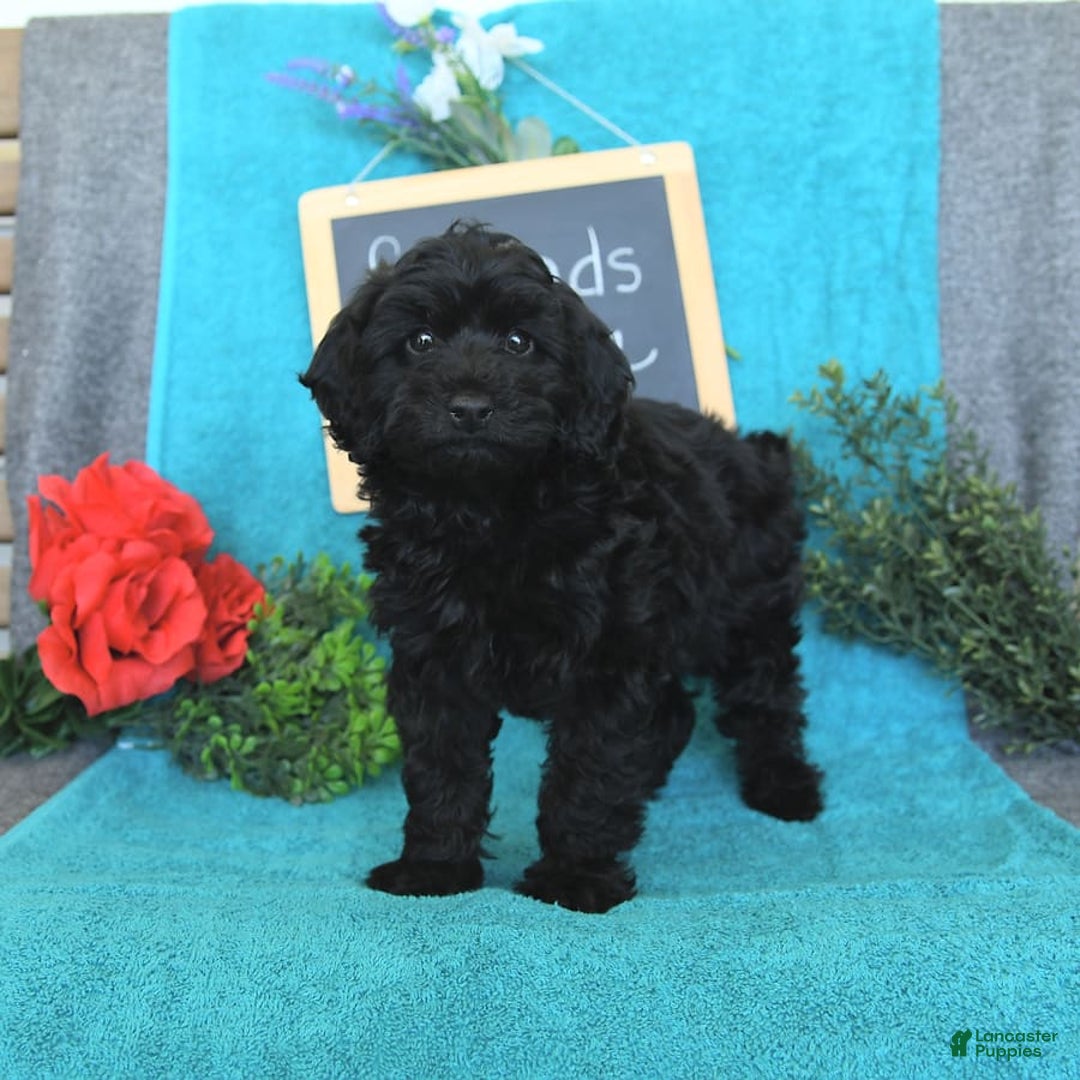 Miniature Poodle dogs for sale: Opal - Image 15